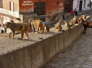 Jaipur I 042
